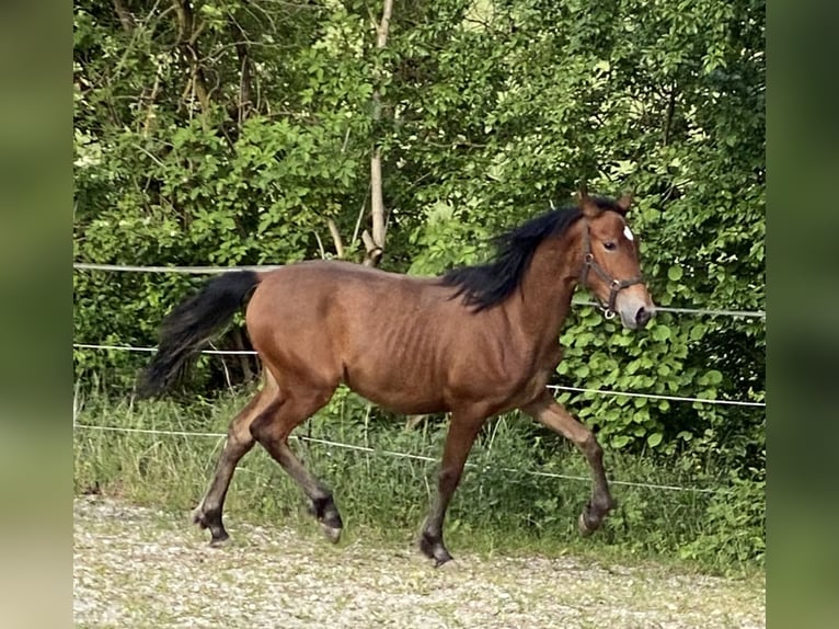 PRE Stallone 1 Anno 160 cm Baio in Gottfrieding