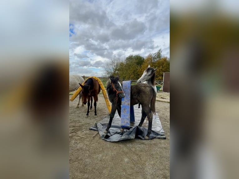 PRE Stallone 1 Anno 160 cm Grigio in Dürmentingen