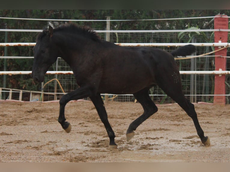 PRE Mix Stallone 1 Anno 160 cm Morello in Los Rosales PRE Mix Stallone 1 Anno 160 cm Morello in Los Rosales