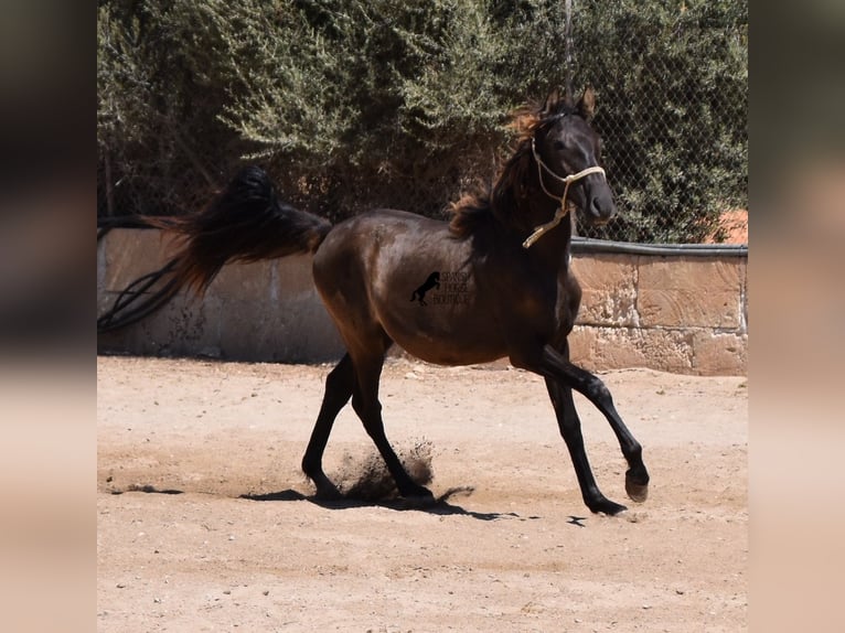 PRE Stallone 1 Anno 160 cm Morello in Mallorca