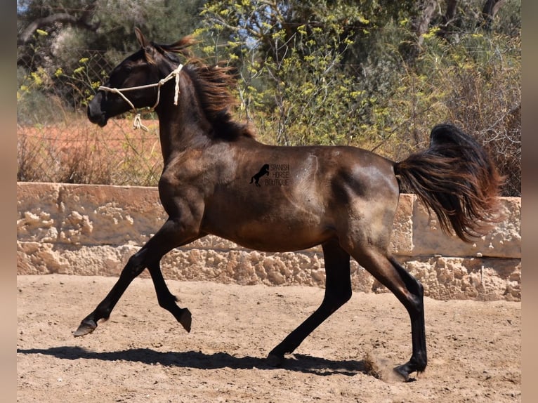 PRE Stallone 1 Anno 160 cm Morello in Mallorca