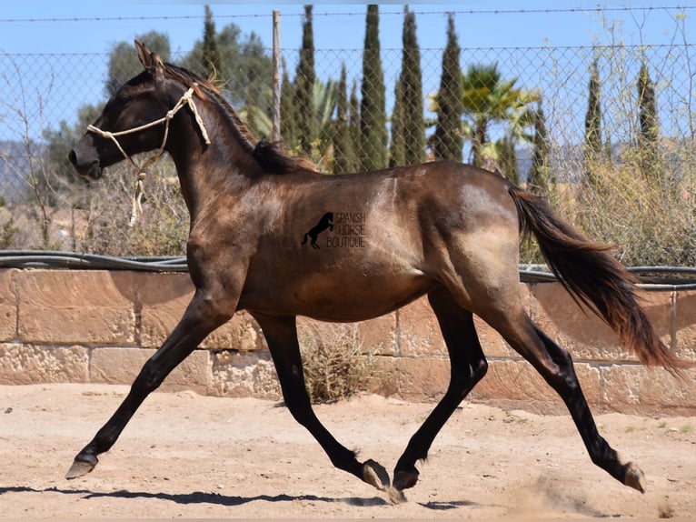 PRE Stallone 1 Anno 160 cm Morello in Mallorca