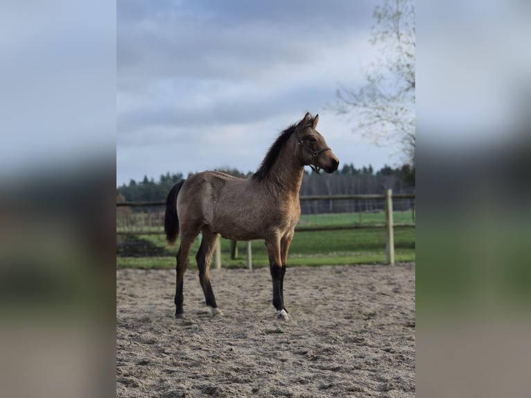 PRE Mix Stallone 1 Anno 160 cm Pelle di daino in Smørum