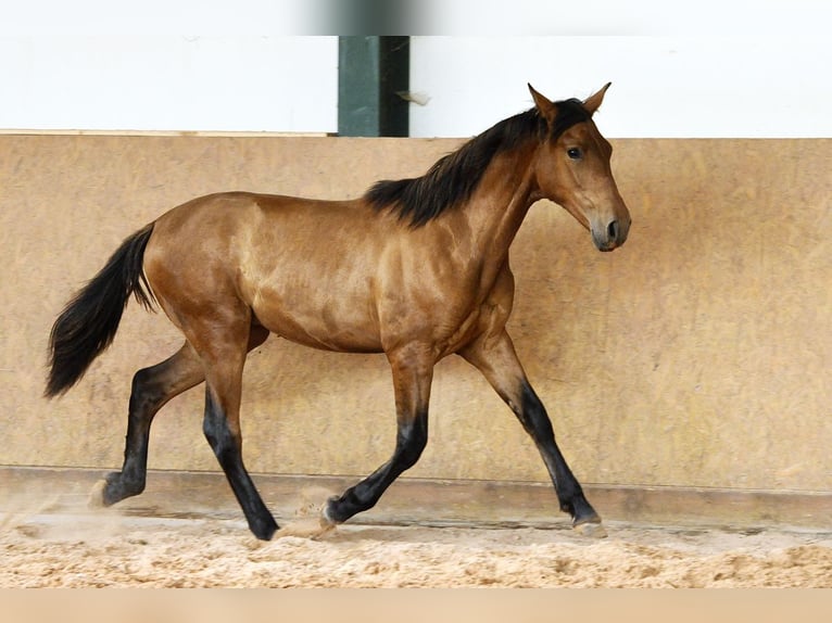 PRE Mix Stallone 1 Anno 162 cm Baio in Waldhölzbach
