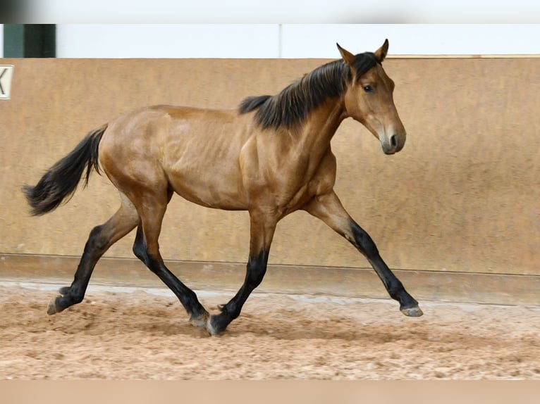 PRE Mix Stallone 1 Anno 162 cm Baio in Waldhölzbach