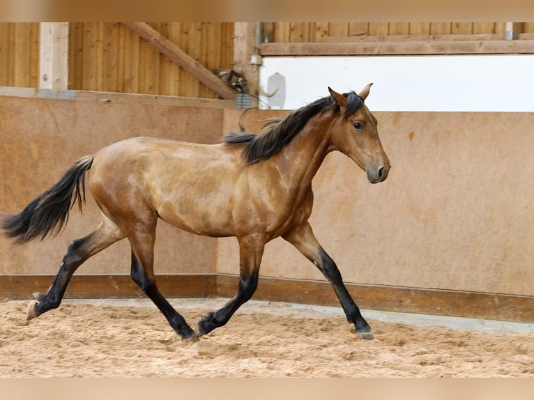 PRE Mix Stallone 1 Anno 162 cm Baio in Waldhölzbach