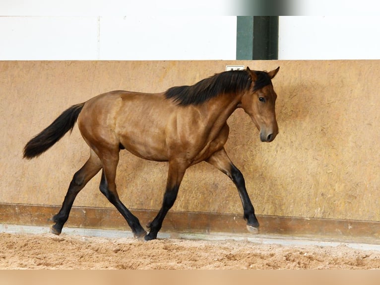 PRE Mix Stallone 1 Anno 162 cm Baio in Waldhölzbach