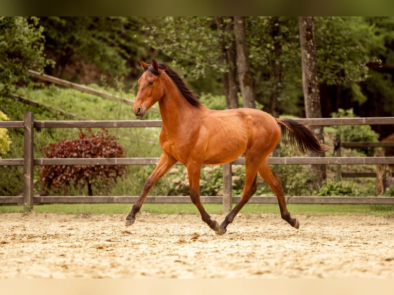 PRE Mix Stallone 1 Anno 163 cm Baio in Hümmel
