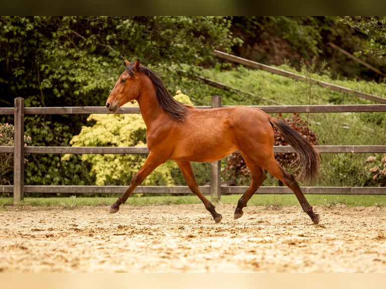 PRE Mix Stallone 1 Anno 163 cm Baio in Hümmel