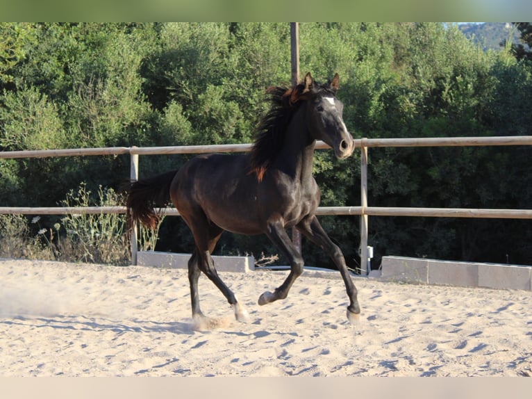 PRE Stallone 1 Anno 163 cm Grigio in Felanitx