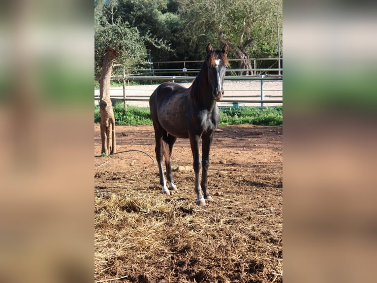 PRE Stallone 1 Anno 163 cm Grigio in Felanitx