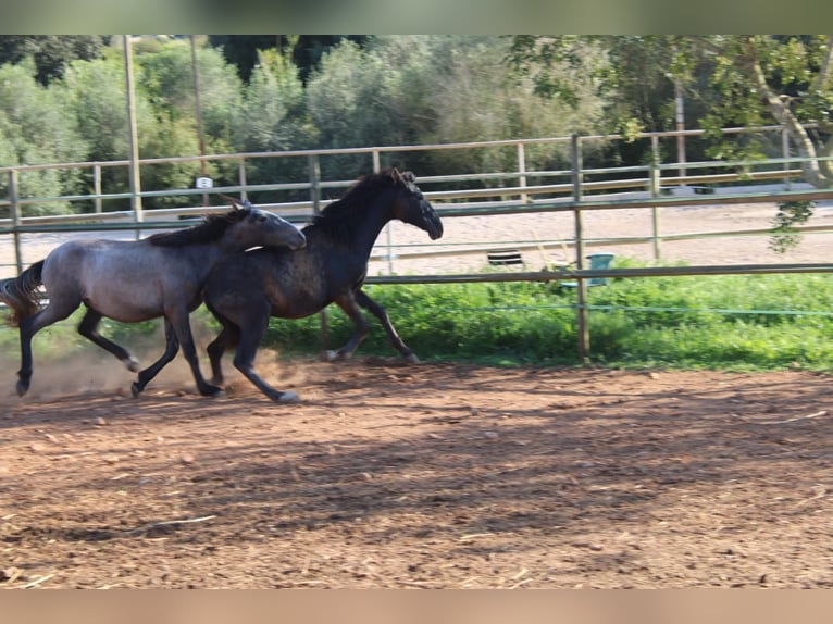 PRE Stallone 1 Anno 163 cm Grigio in Felanitx