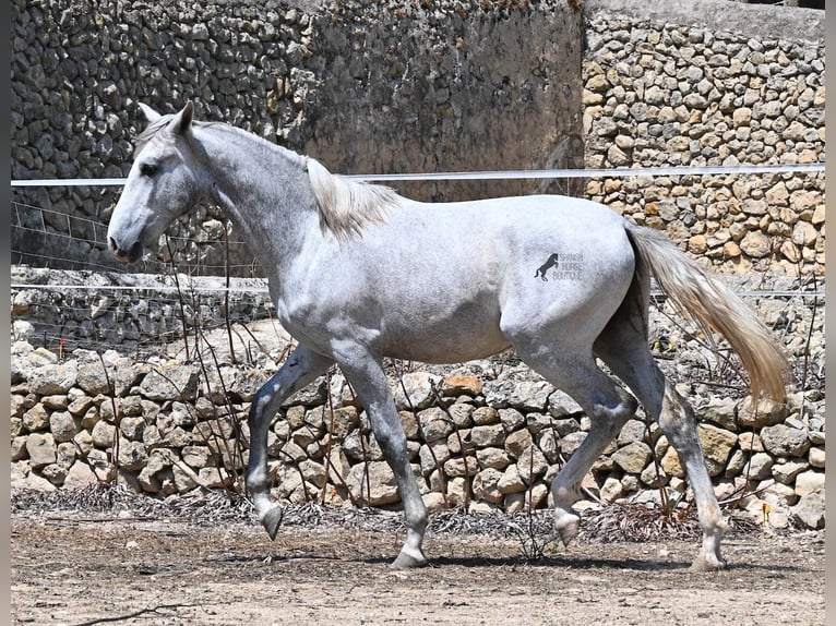 PRE Mix Stallone 1 Anno 163 cm Grigio in Mallorca