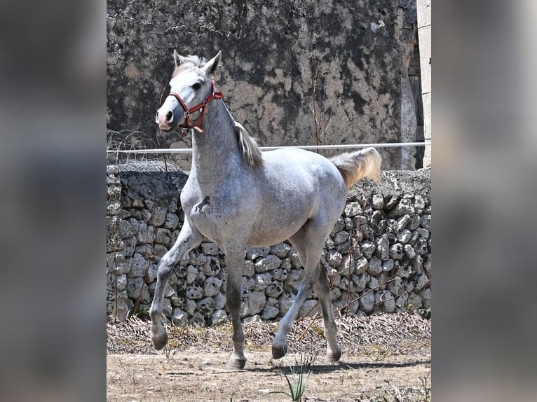 PRE Mix Stallone 1 Anno 163 cm Grigio in Mallorca