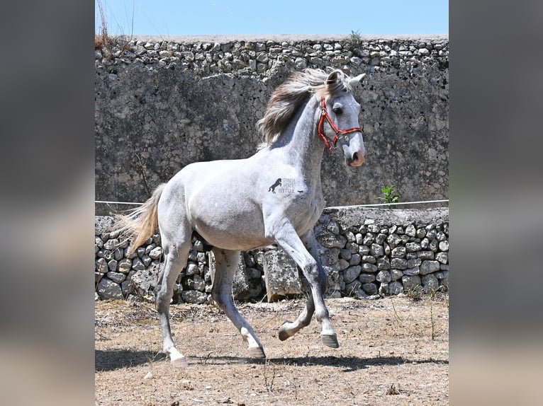 PRE Mix Stallone 1 Anno 163 cm Grigio in Mallorca
