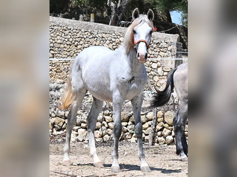 PRE Mix Stallone 1 Anno 163 cm Grigio in Mallorca