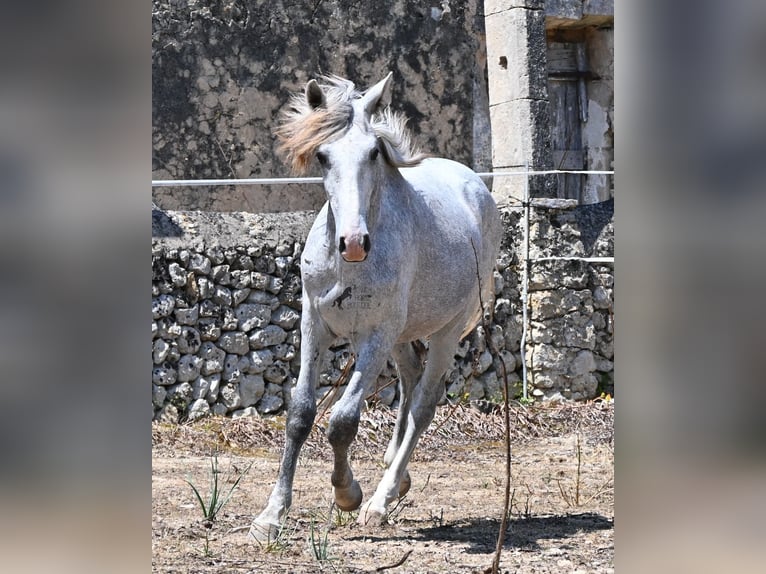 PRE Mix Stallone 1 Anno 163 cm Grigio in Mallorca