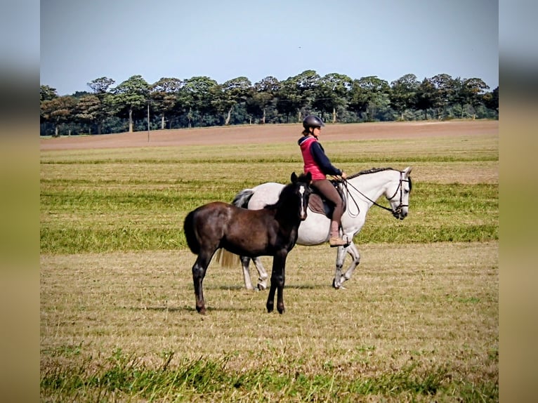 PRE Stallone 1 Anno 163 cm Grigio in Rerik OT Russow