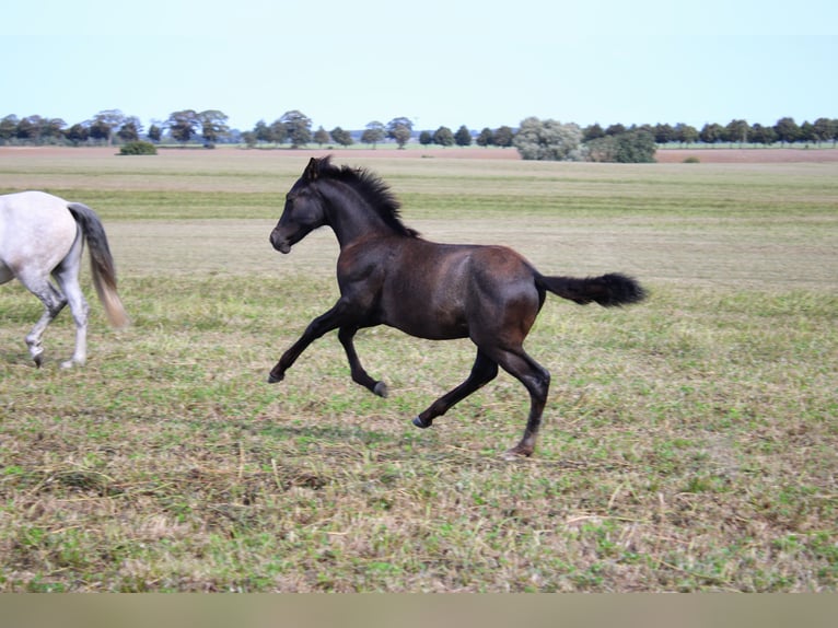 PRE Stallone 1 Anno 163 cm Grigio in Rerik OT Russow