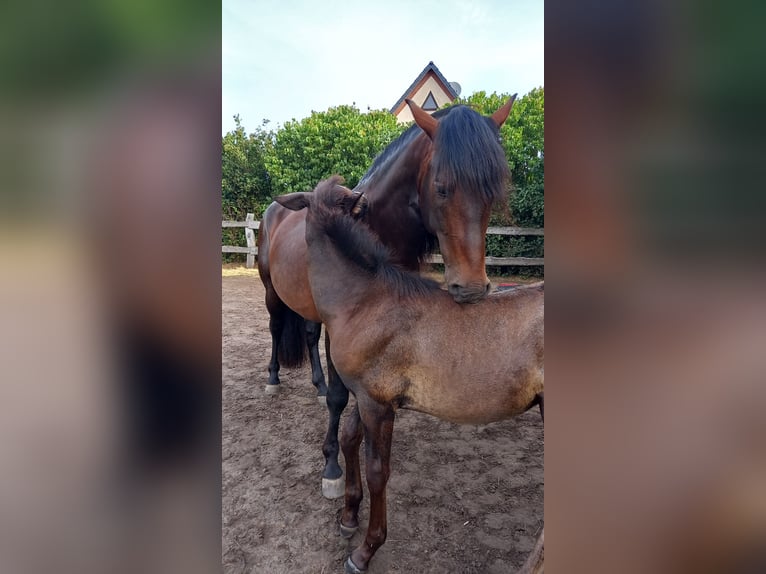 PRE Stallone 1 Anno 163 cm Grigio in Rerik OT Russow