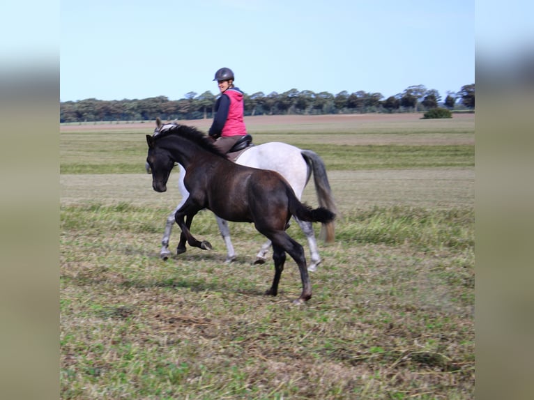 PRE Stallone 1 Anno 163 cm Grigio in Rerik OT Russow