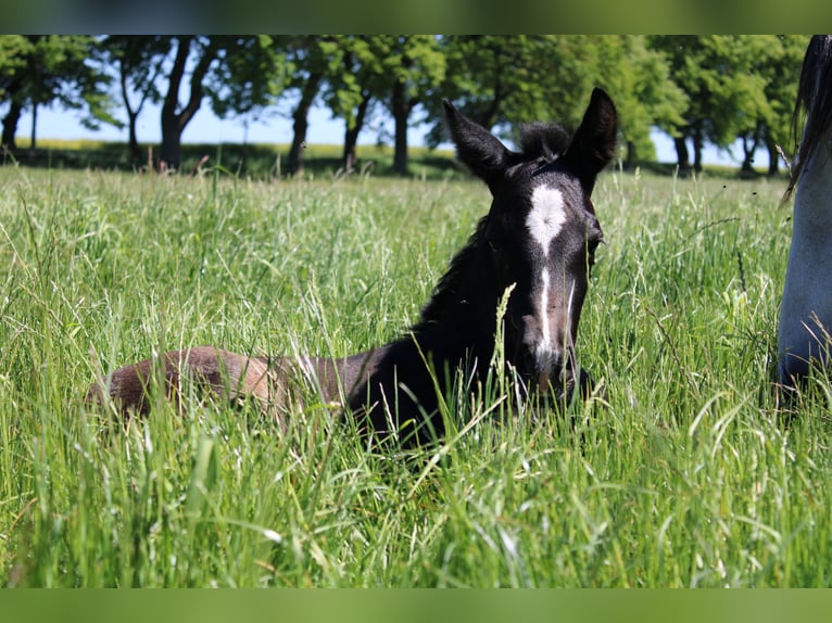PRE Stallone 1 Anno 163 cm Grigio in Rerik OT Russow