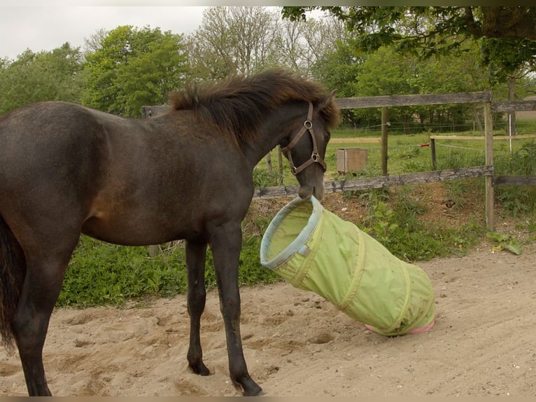 PRE Mix Stallone 1 Anno 163 cm Grigio in ørbæk