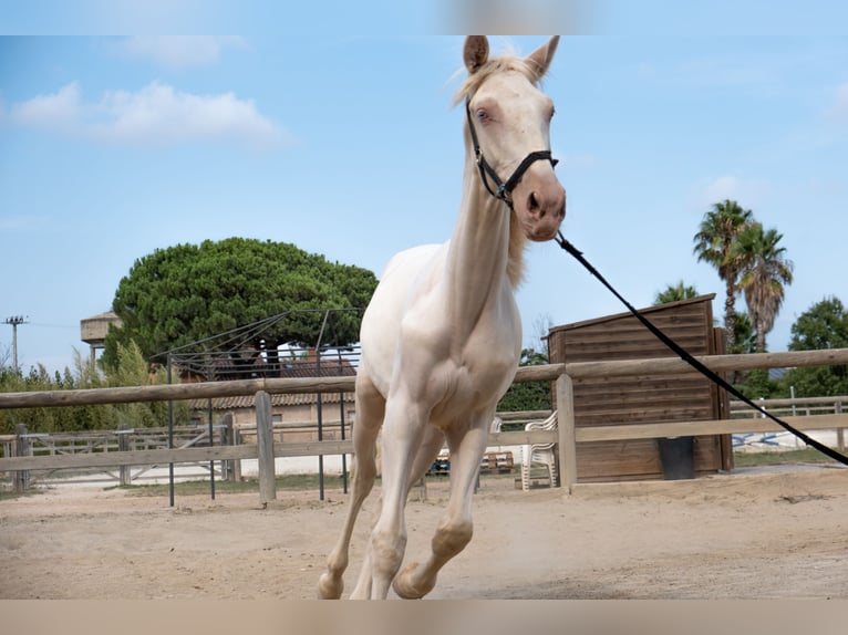PRE Mix Stallone 1 Anno 163 cm in Riudoms