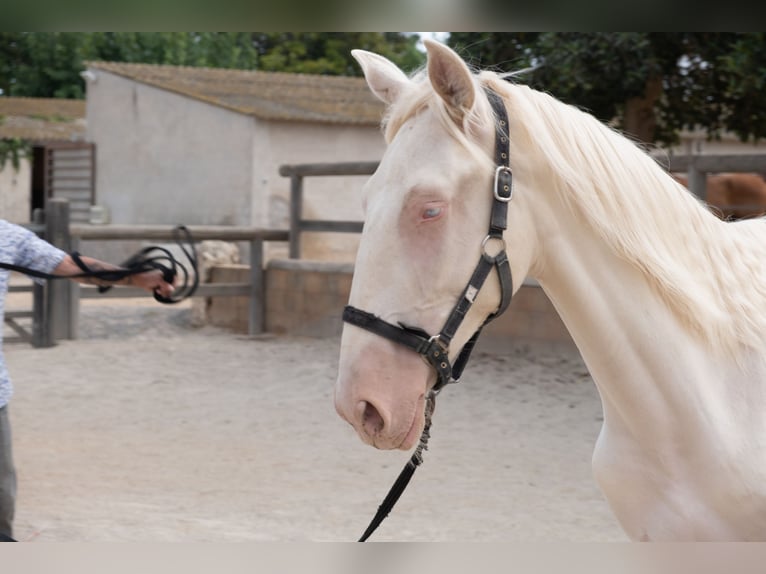 PRE Mix Stallone 1 Anno 163 cm in Riudoms