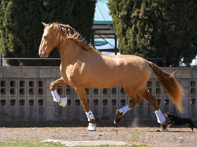 PRE Mix Stallone 1 Anno 164 cm Baio in La Vespière-Friardel