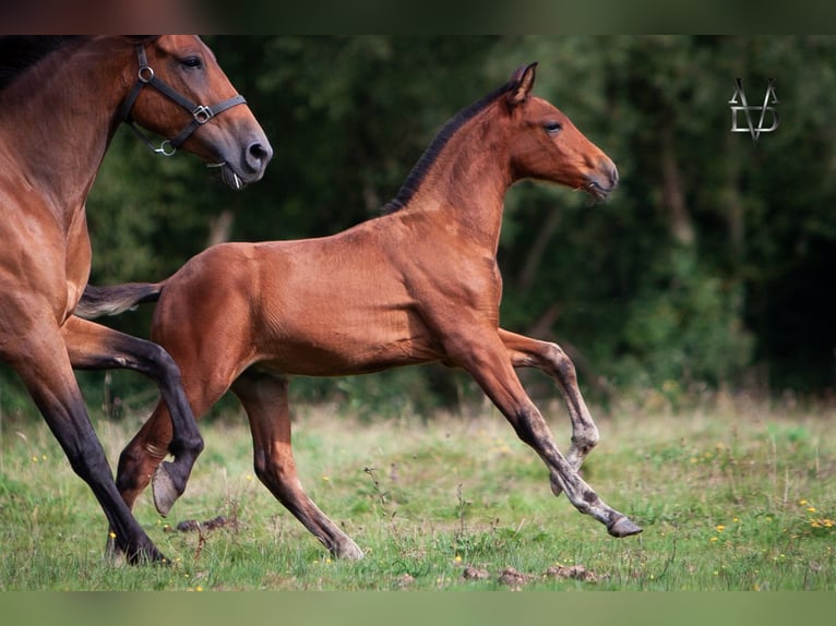 PRE Mix Stallone 1 Anno 164 cm Baio in La Vespi&#xE8;re-Friardel