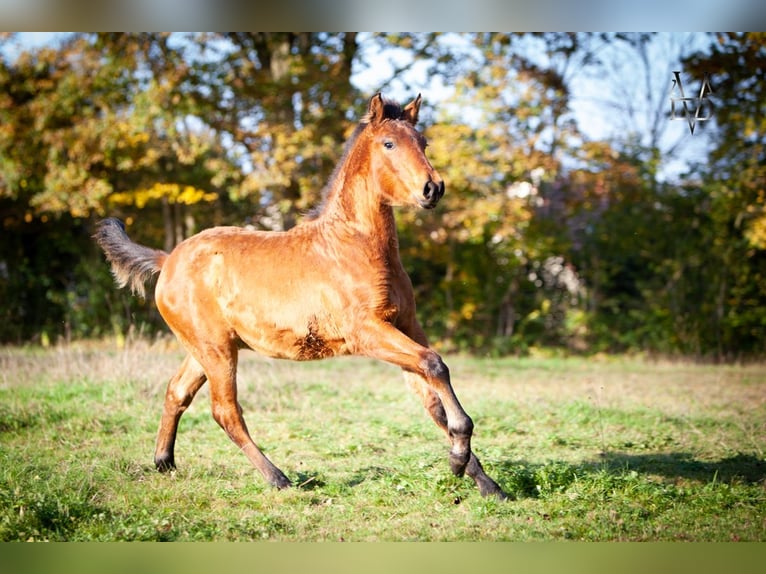 PRE Mix Stallone 1 Anno 164 cm Baio in La Vespière-Friardel