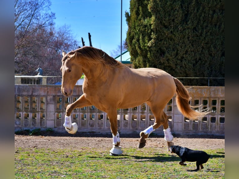 PRE Mix Stallone 1 Anno 164 cm Baio in La Vespière-Friardel