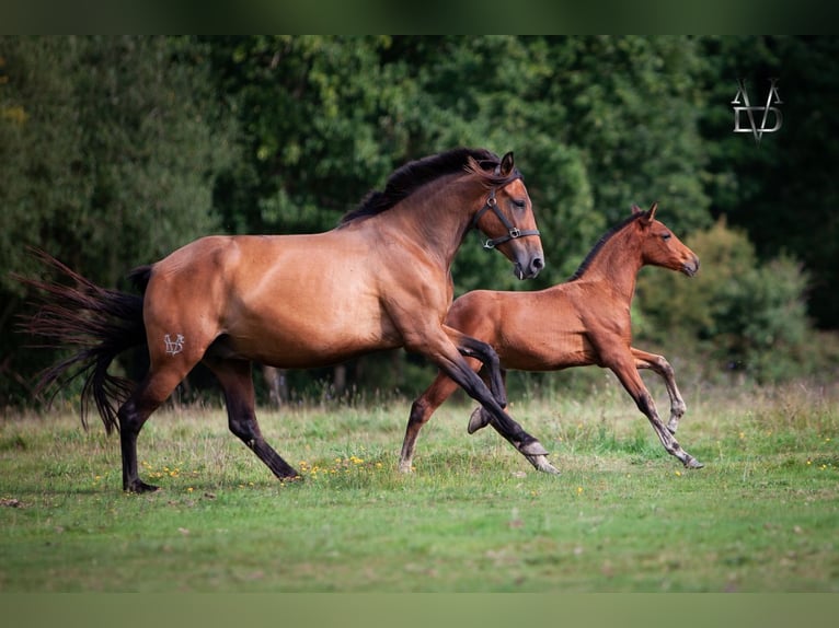 PRE Mix Stallone 1 Anno 164 cm Baio in La Vespière-Friardel