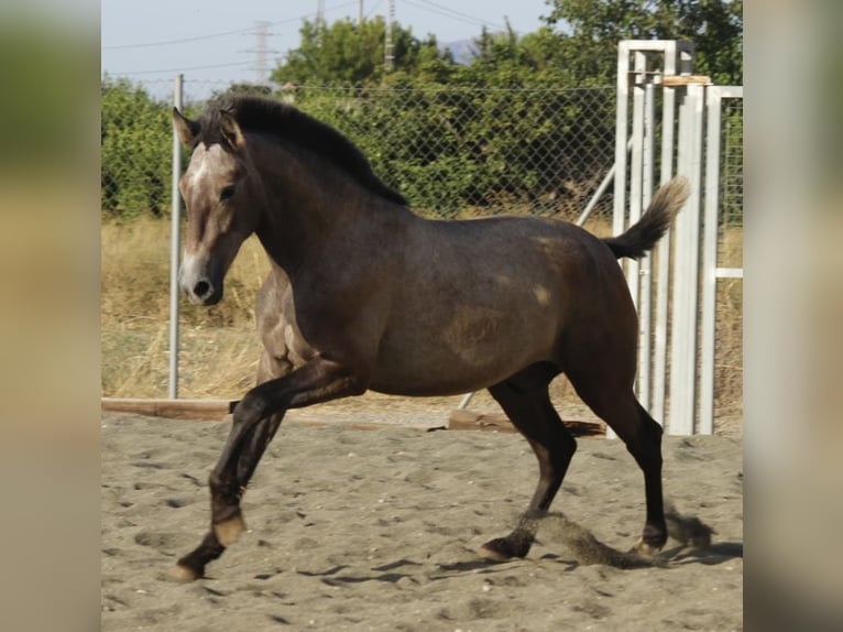 PRE Mix Stallone 1 Anno 164 cm Grigio in Alcantarilla