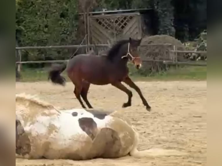 PRE Mix Stallone 1 Anno 165 cm Baio in Nettetal