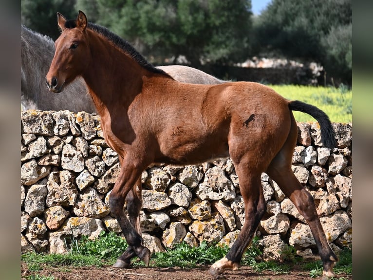 PRE Mix Stallone 1 Anno 165 cm Baio in Menorca