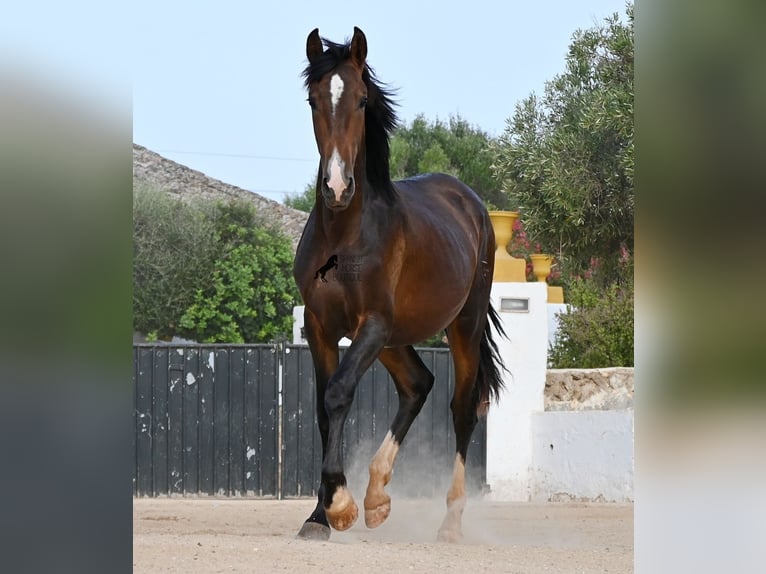 PRE Mix Stallone 1 Anno 165 cm Baio in Menorca