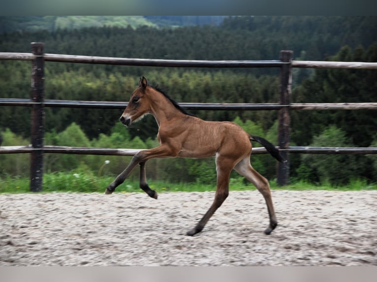 PRE Stallone 1 Anno 165 cm Baio ciliegia in Dochamps