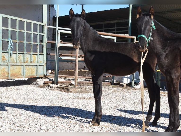 PRE Stallone 1 Anno 165 cm Morello in Provinz Cordoba