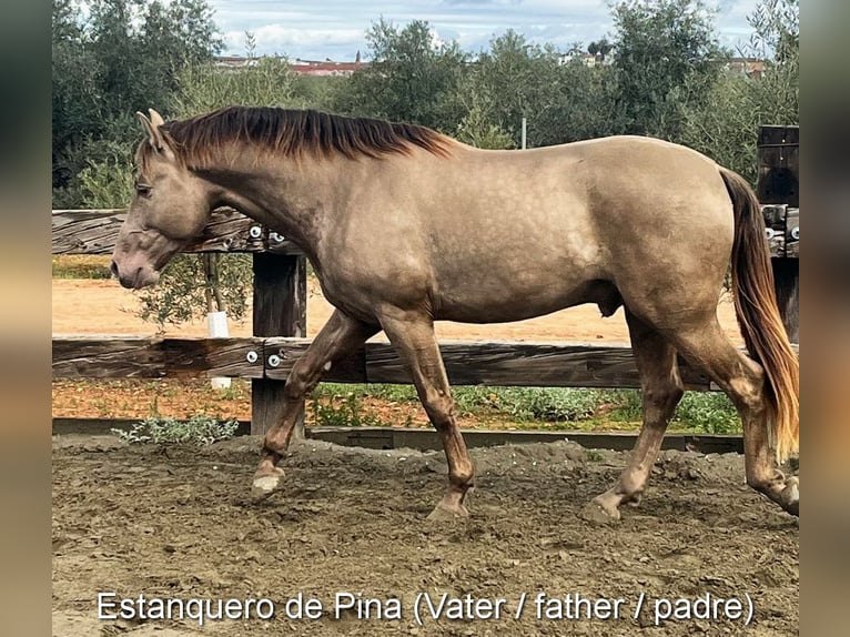 PRE Stallone 1 Anno 165 cm Morello in Provinz Cordoba