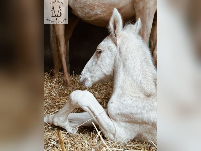 PRE Mix Stallone 1 Anno 165 cm Palomino in La Vespière-Friardel