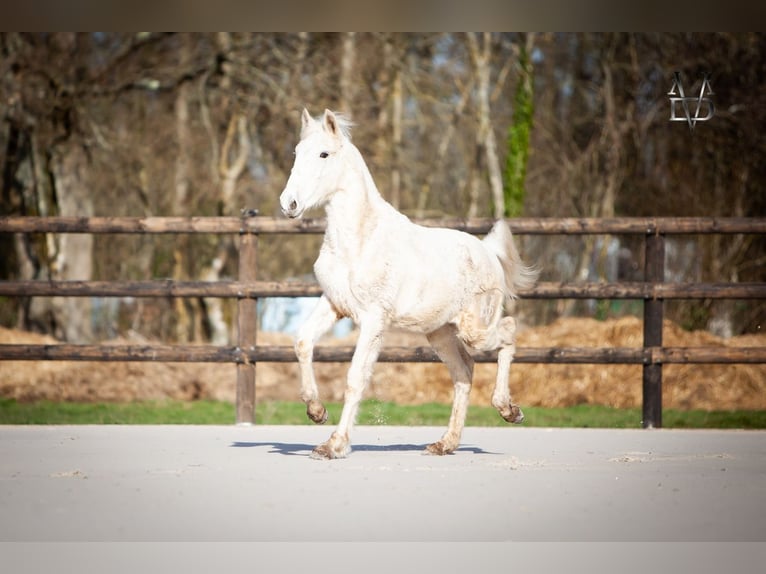 PRE Mix Stallone 1 Anno 165 cm Palomino in LA VESPIÈRE