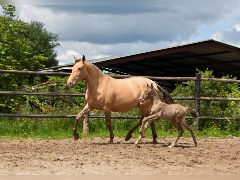 PRE Stallone 1 Anno 165 cm Pearl in Dochamps