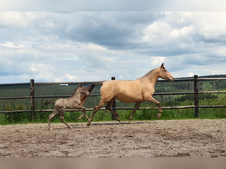 PRE Stallone 1 Anno 165 cm Pearl in Dochamps