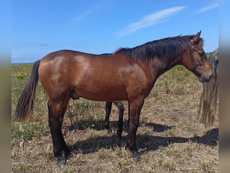 PRE Stallone 1 Anno 165 cm Pelle di daino in Pedro Valiente