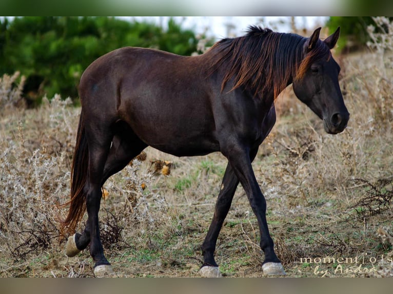 PRE Stallone 1 Anno 165 cm Pelle di daino in Pedro Valiente