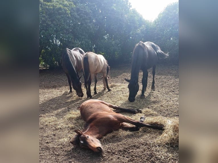 PRE Stallone 1 Anno 165 cm Pelle di daino in Pedro Valiente