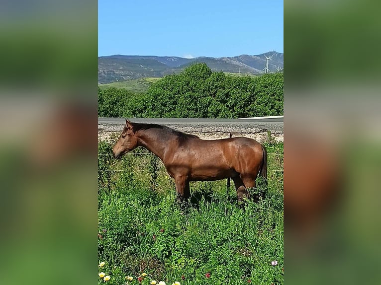 PRE Stallone 1 Anno 165 cm Pelle di daino in Pedro Valiente