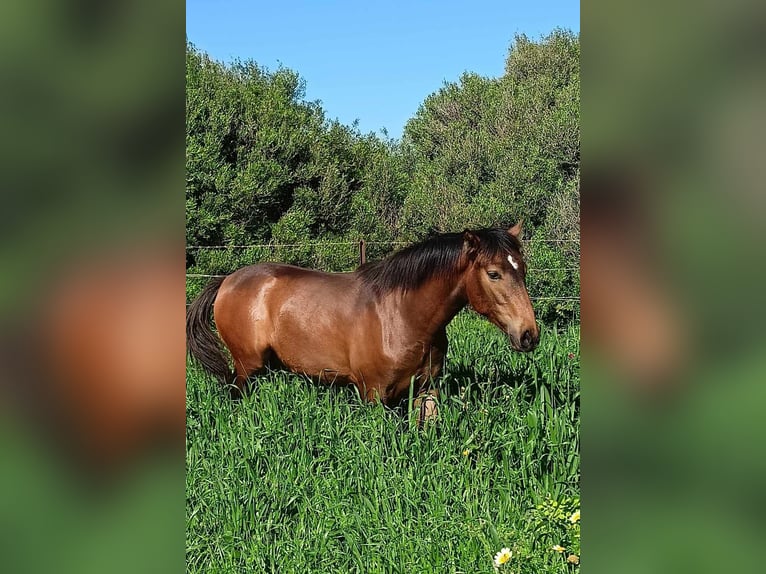 PRE Stallone 1 Anno 165 cm Pelle di daino in Pedro Valiente